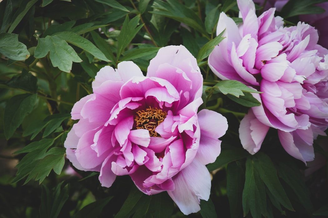 Gardening Tips & Advice Glenorchy & Hobart TAS