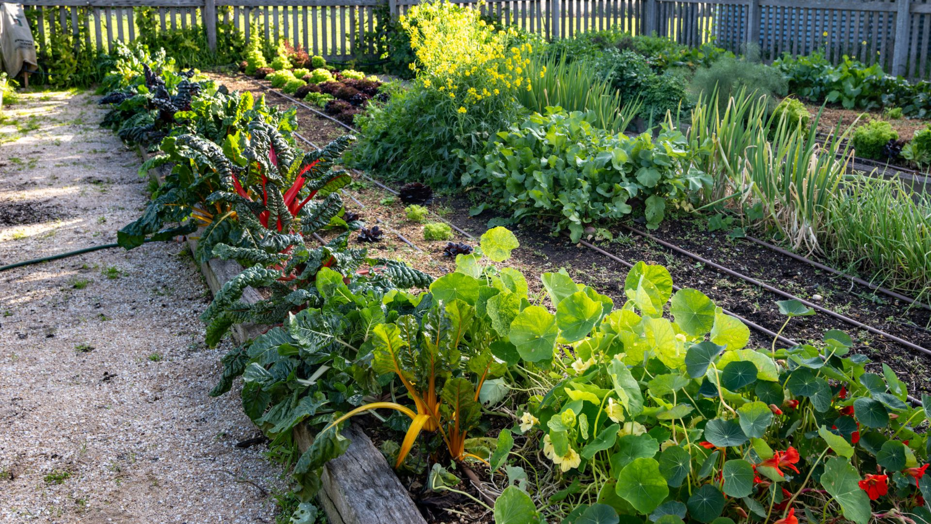 Rows of leafy vegetables growing in a well-maintained garden bed. Lush vegetable garden bed