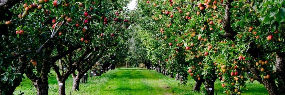 Rows of fruit trees with green grass in between, presumably in an orchard.