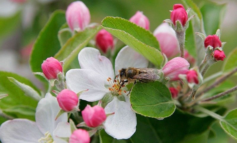 Bee pollinating white apple blossom with pink buds, green leaves.