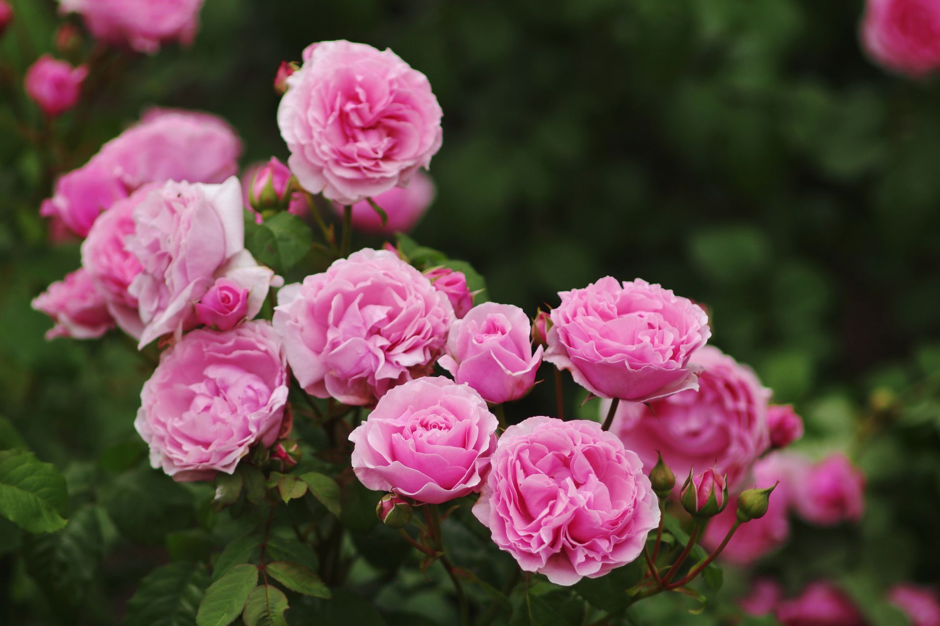 A bunch of pink roses are growing on a bush.