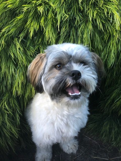 Best Pet Friendly Plants for Homes TAS