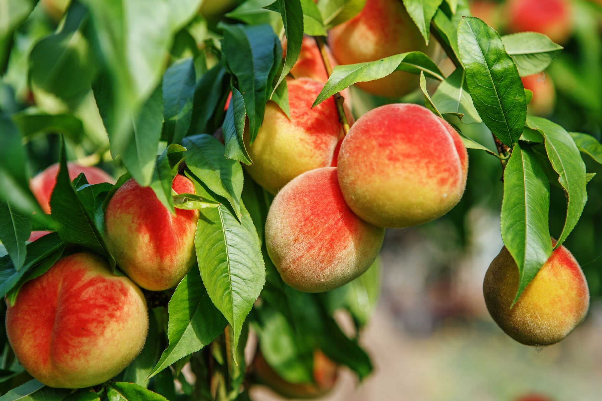 A bunch of peaches hanging from a tree branch.