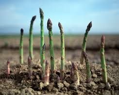 Asparagus Growing Tips Glenorchy TAS