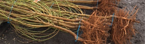 Bundled tree saplings, roots visible, tied together with blue twine.