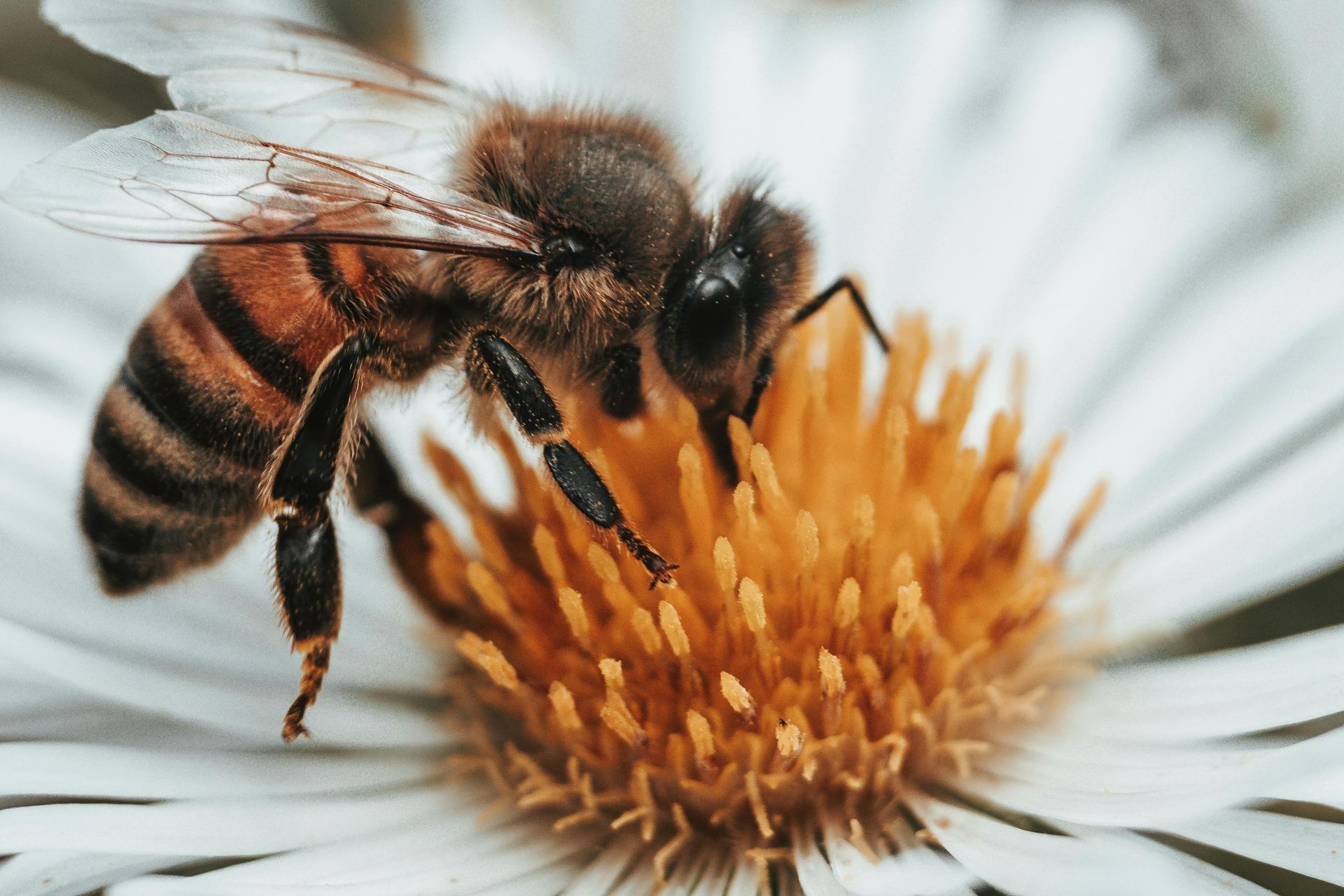 bee on white flower