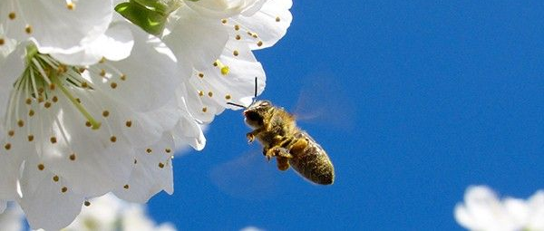 bee blossom