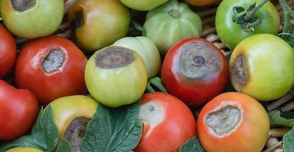 tomatoes with blossom end rot