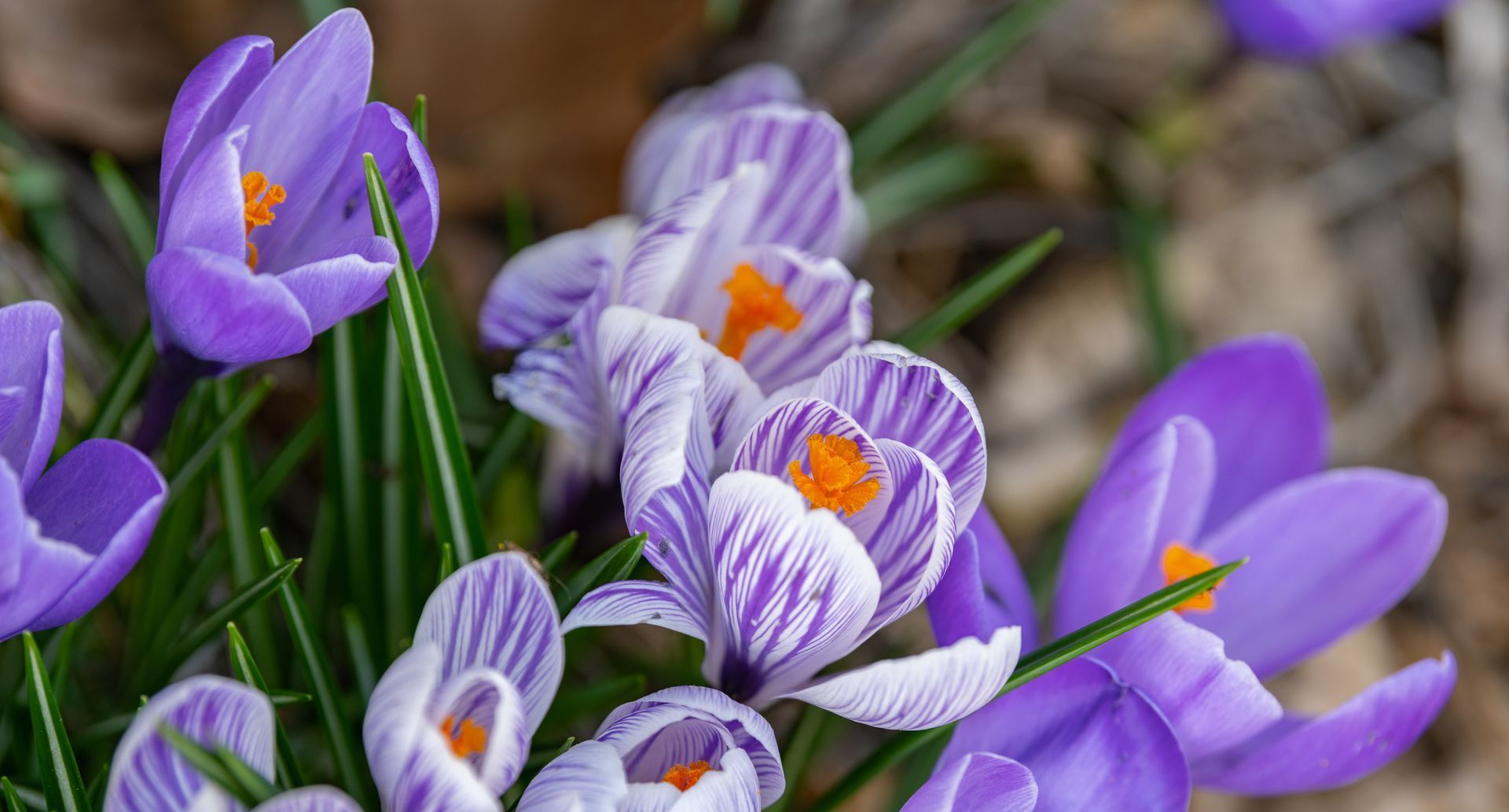 Best Bulbs for Gardens Glenorchy TAS Best Bulbs for Gardens Glenorchy TAS