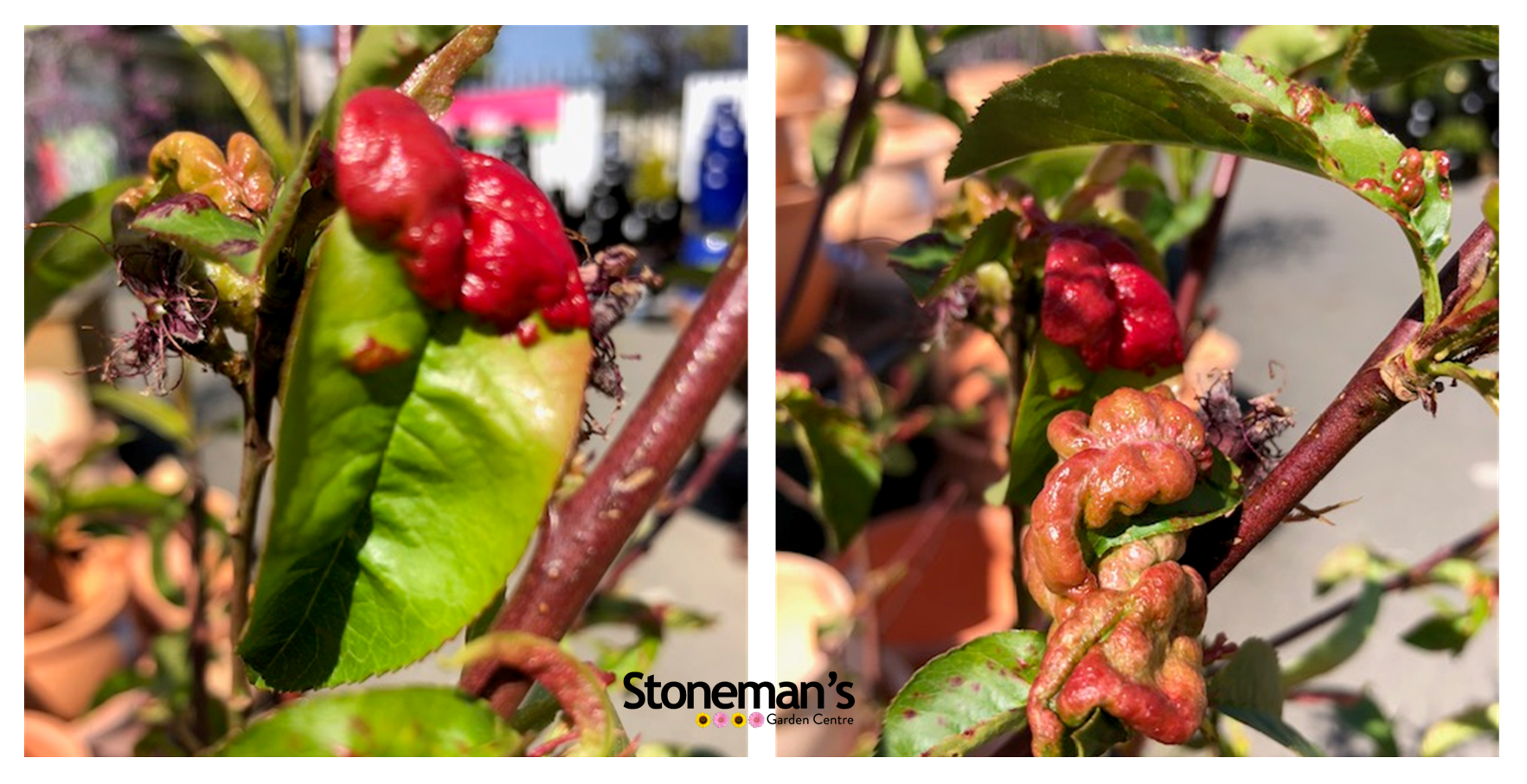 Two pictures of a plant with red berries on it.