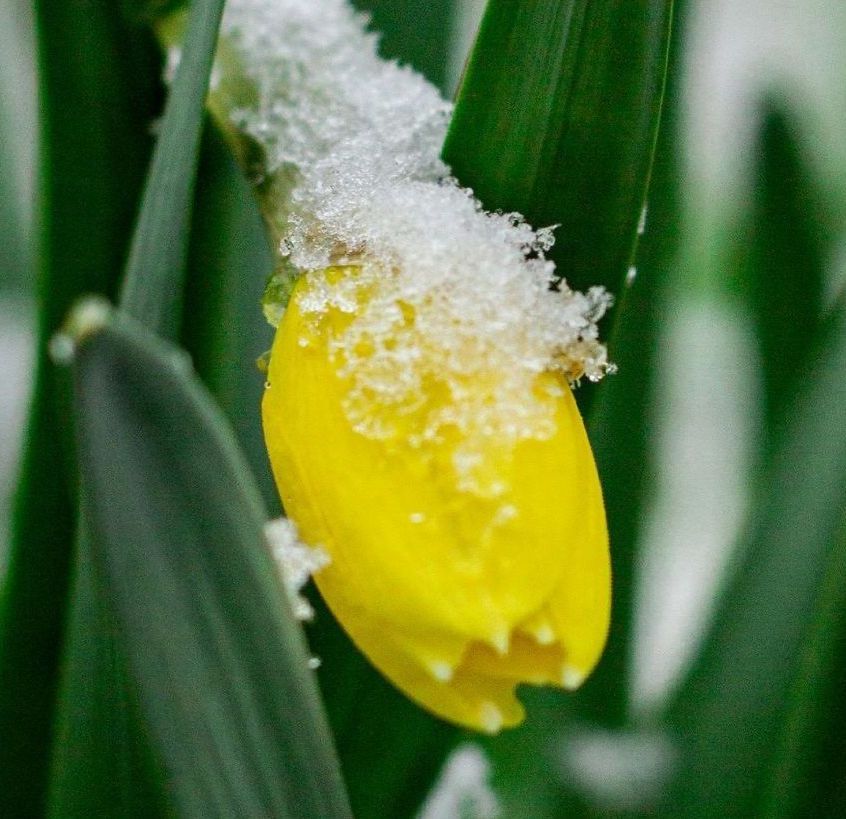 Yellow daffodil bud covered in snow.