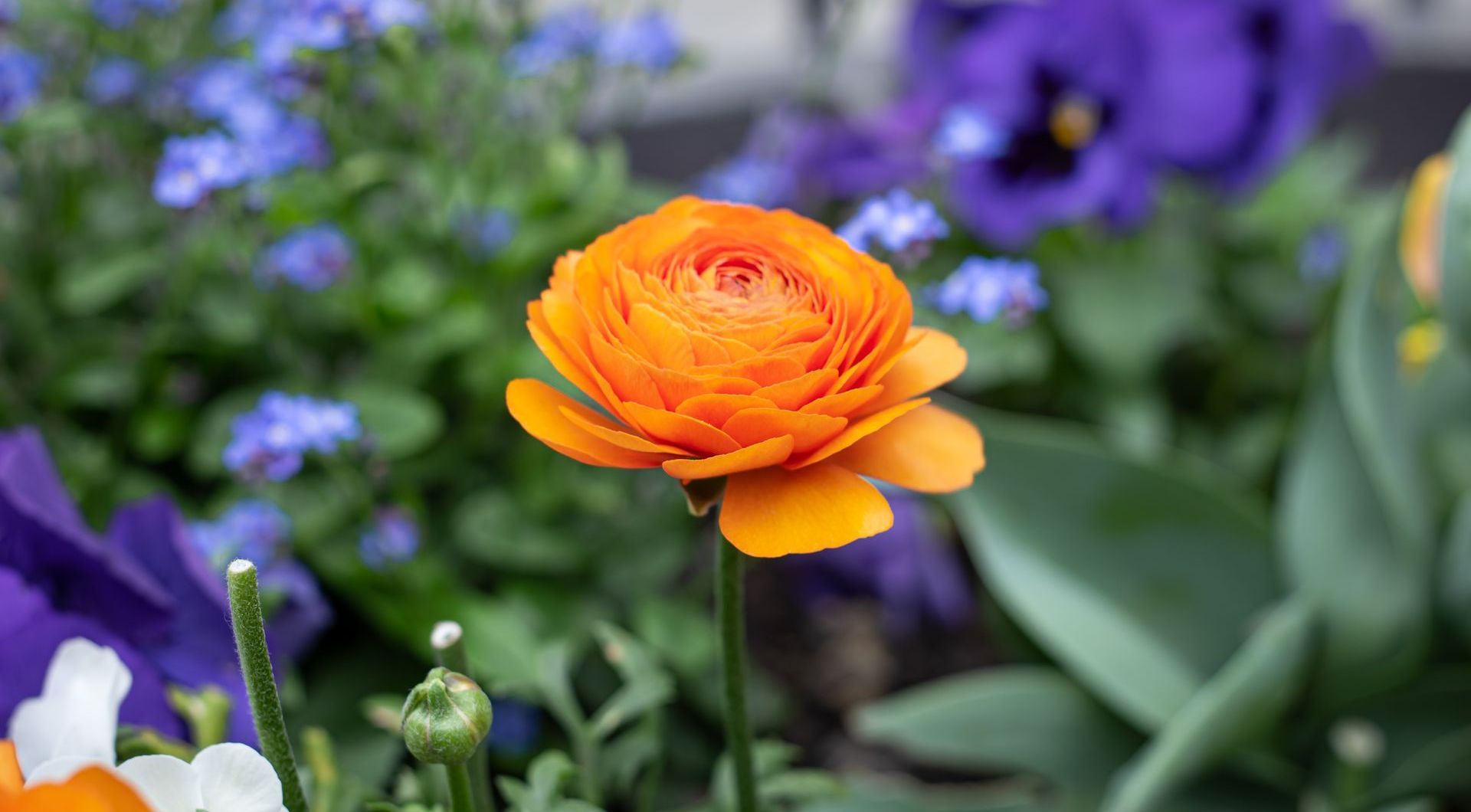 Orange ranunculus flower in focus, surrounded by purple and blue flowers and green foliage.