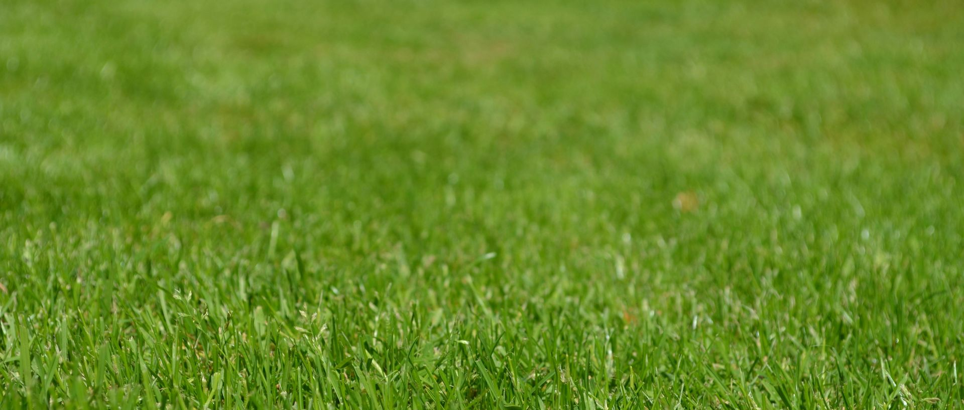 green lawn