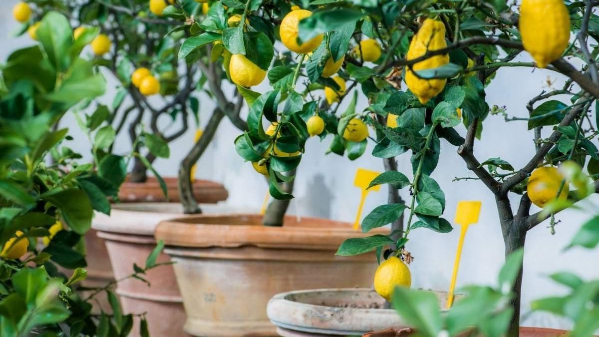 potted lemon trees