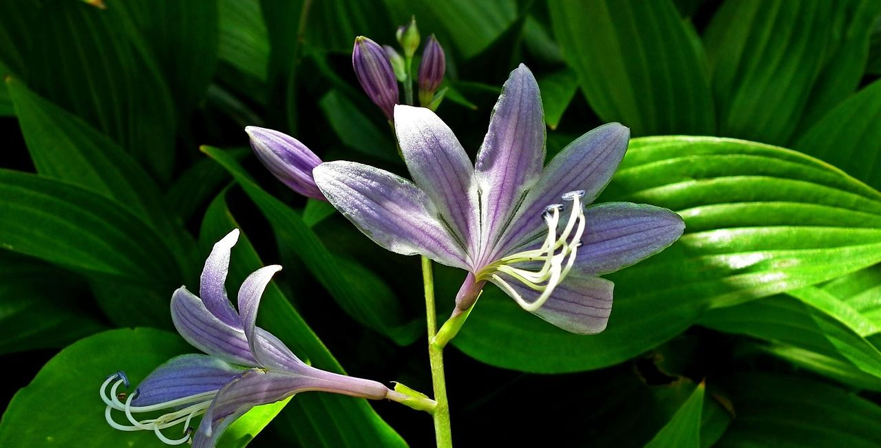hosta flower