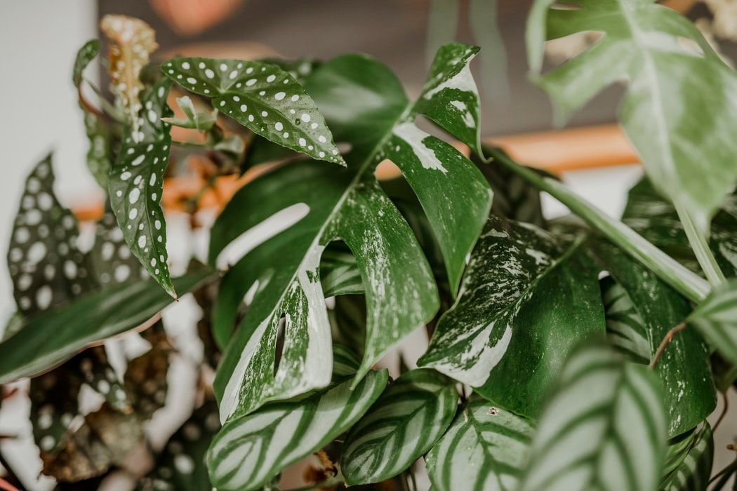 Close-up of green houseplants with patterned and split leaves.