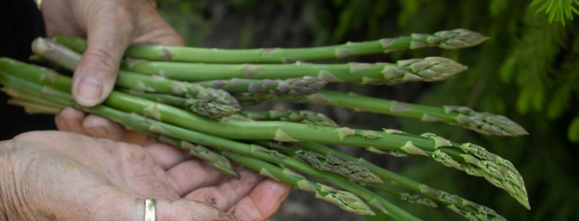 Growing Asparagus Glenorchy TAS
