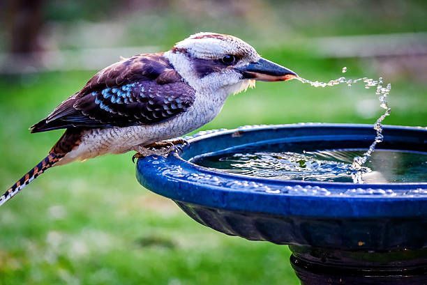 kookaburra in bird bath