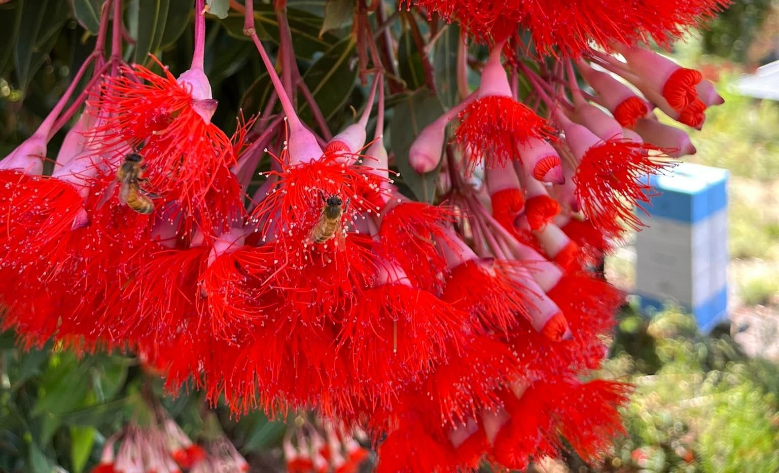 flowering gum and bee hive
