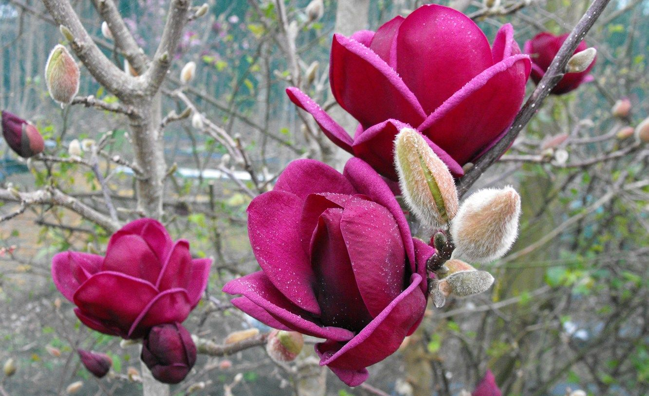 Magnolia Genie