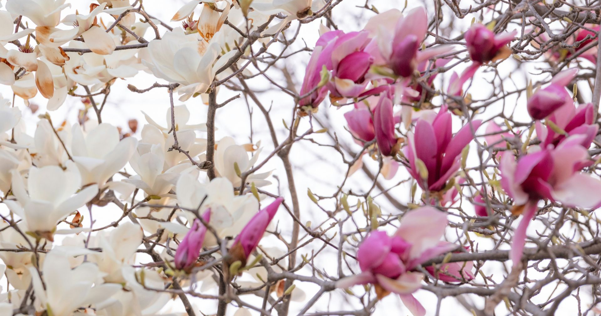white and pink magnolia flowers on branch
