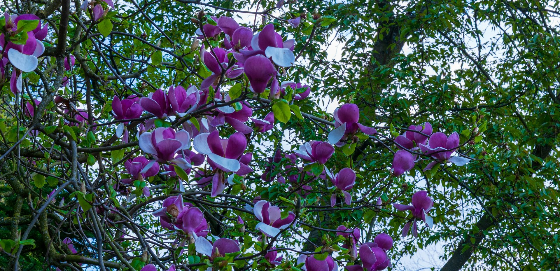 magnolia tree
