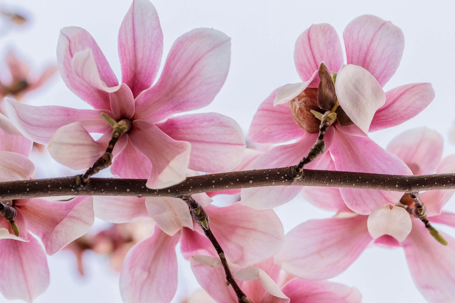 pink magnolia flowers