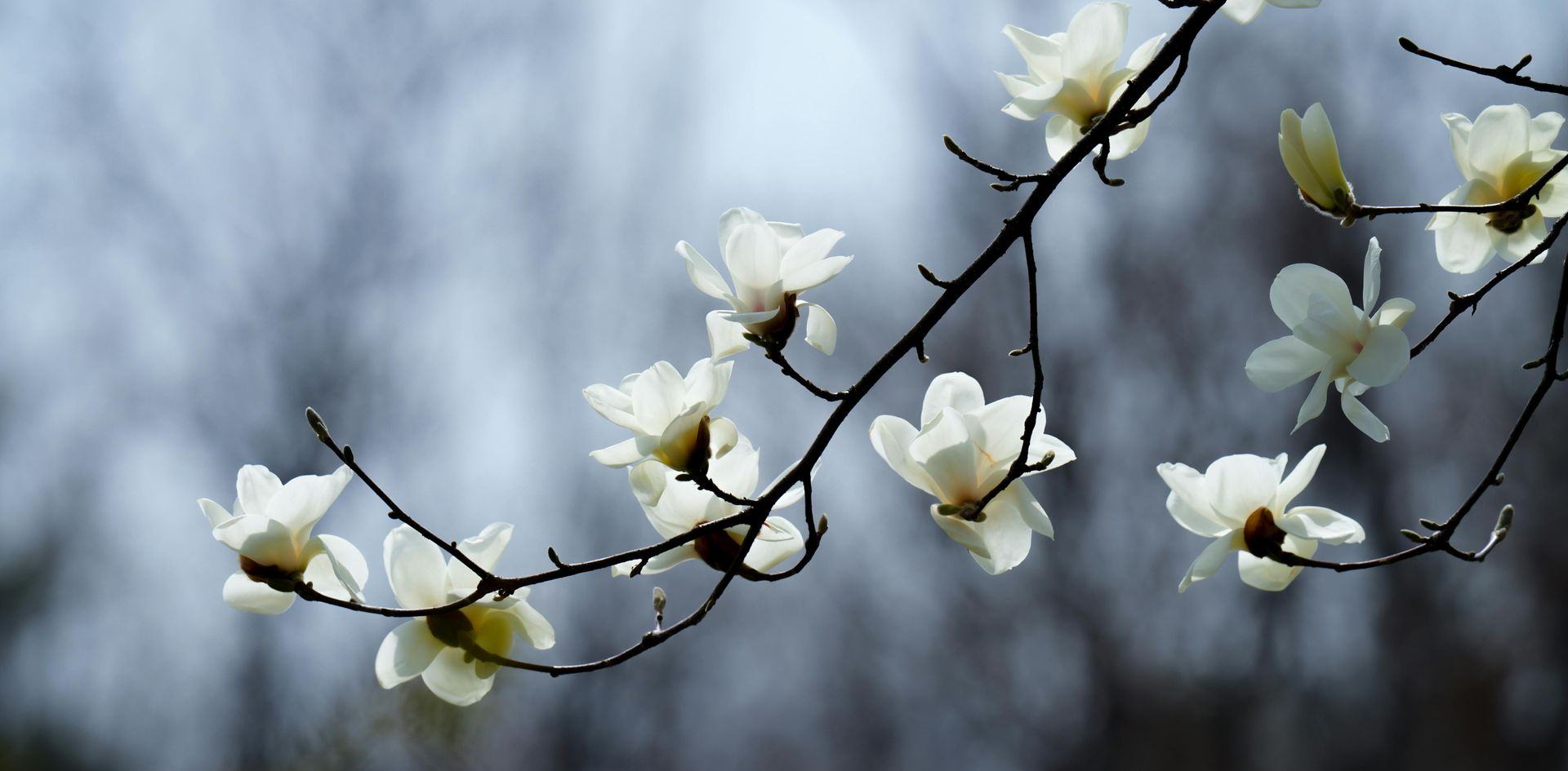 white magnolia