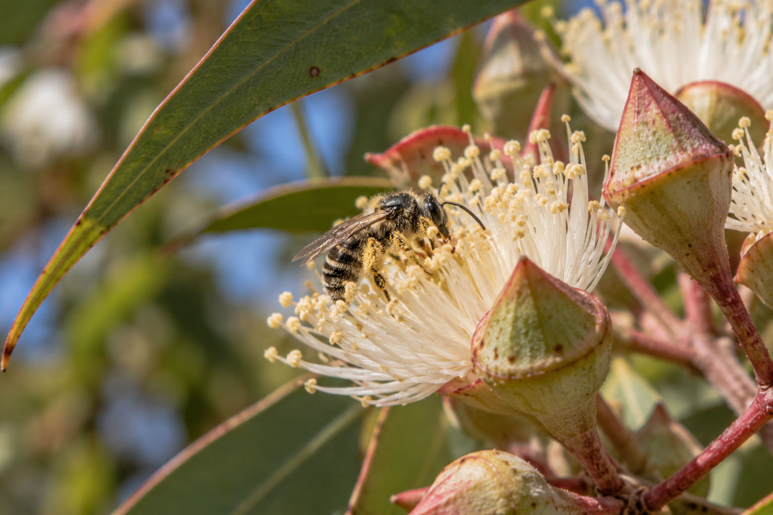 native bee
