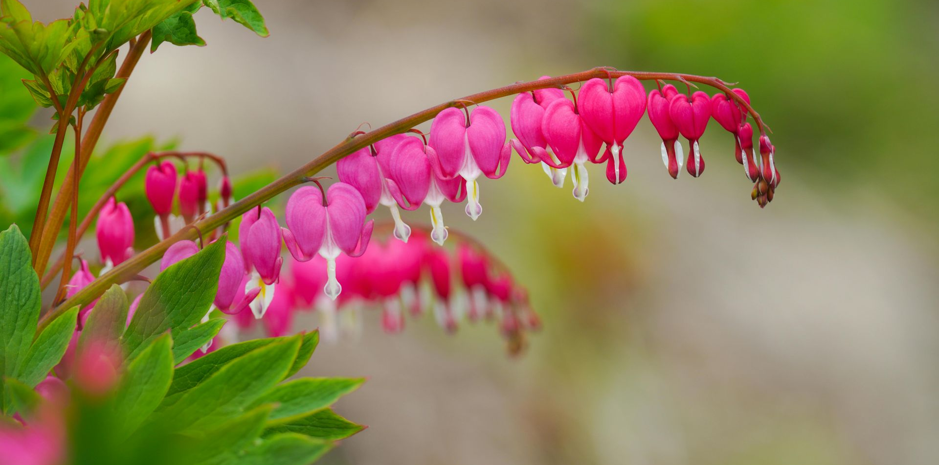 pink flower stems