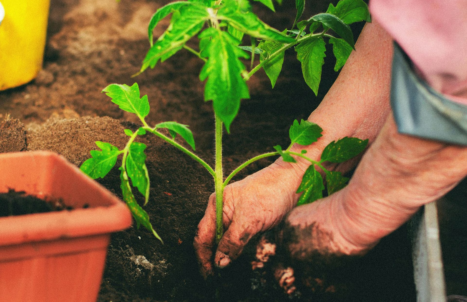 planting tomato plant