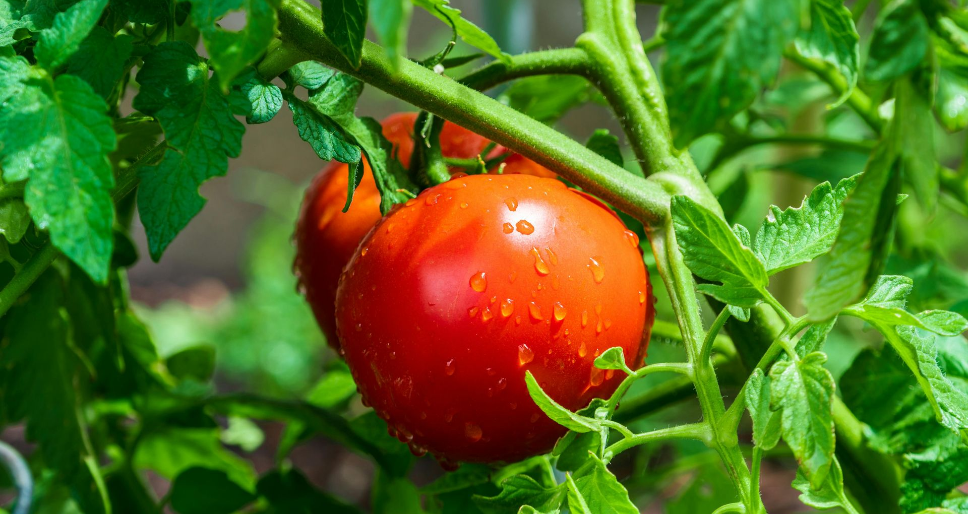 ripe tomatoes on vine