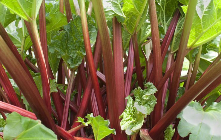 Red and green rhubarb stalks and leaves growing densely.