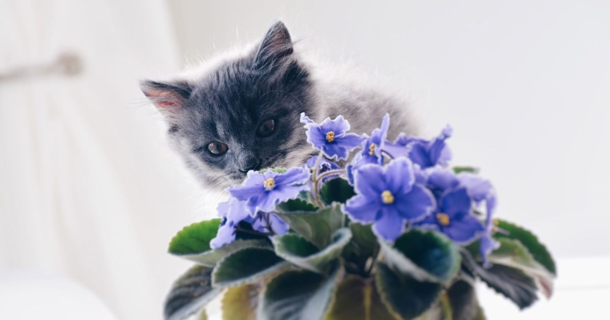 Pet Friendly Houseplants Glenorchy TAS