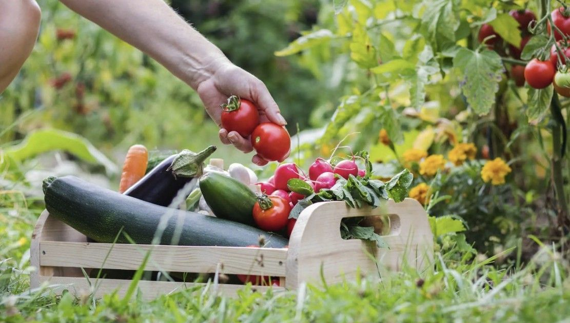 harvesting in a vegetable garden