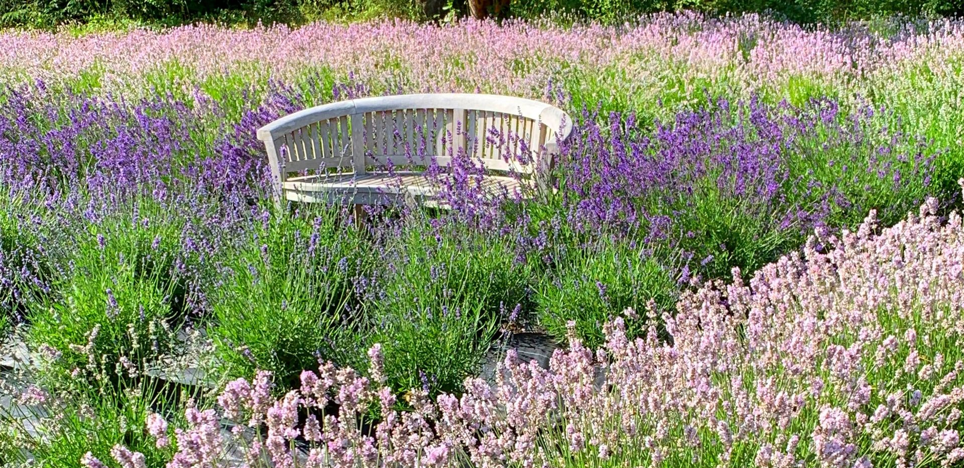 Lavender garden with wooden bench