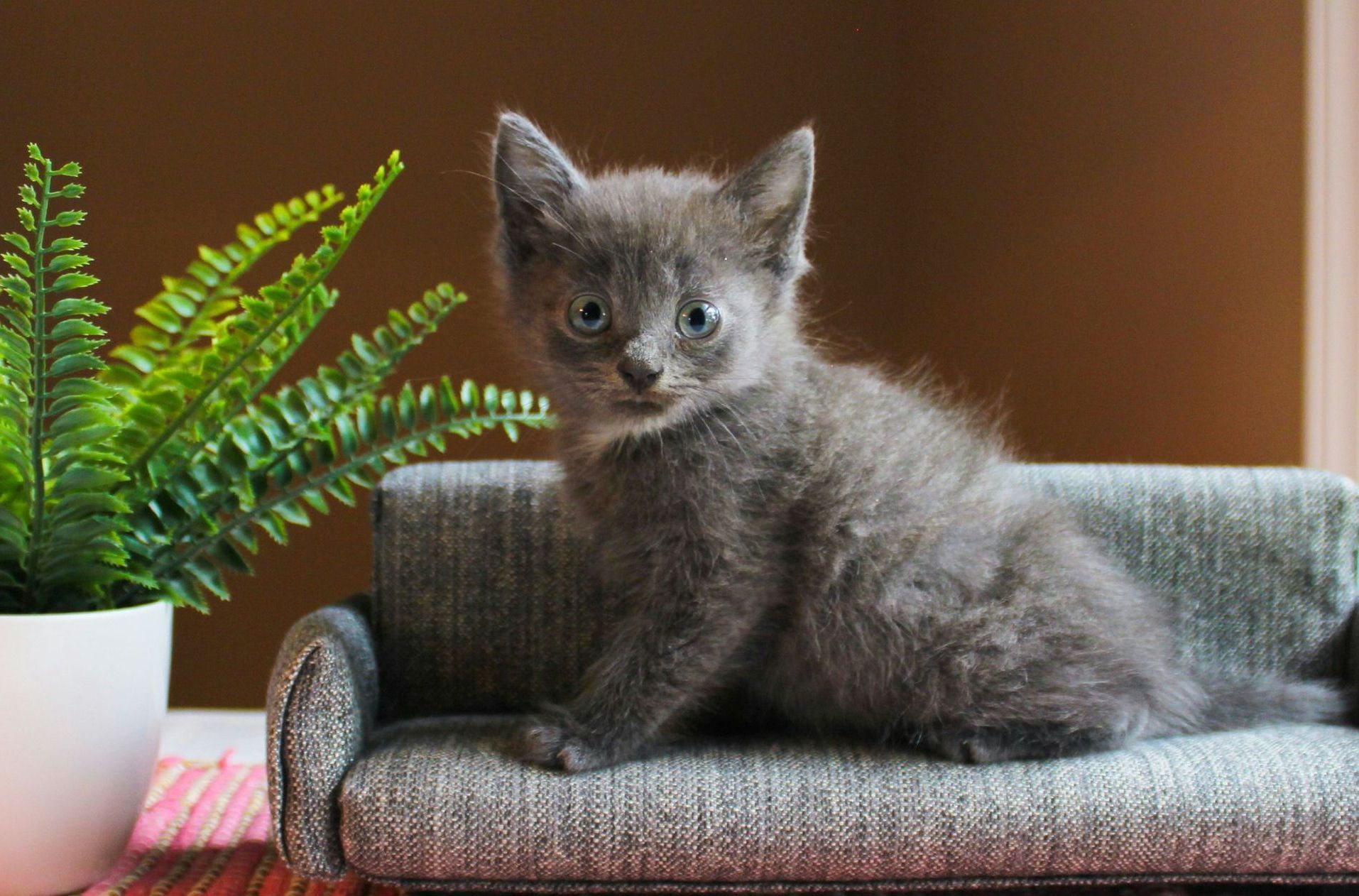 Pet Safe Indoor Plants Glenorchy TAS