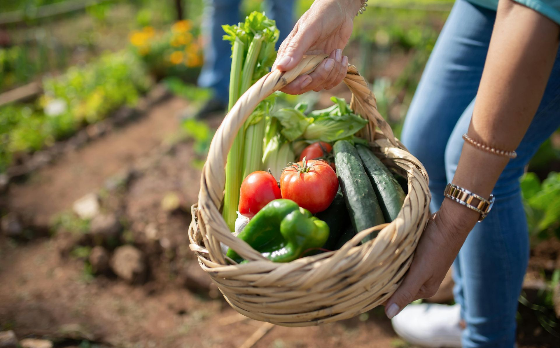 basket of vegetables