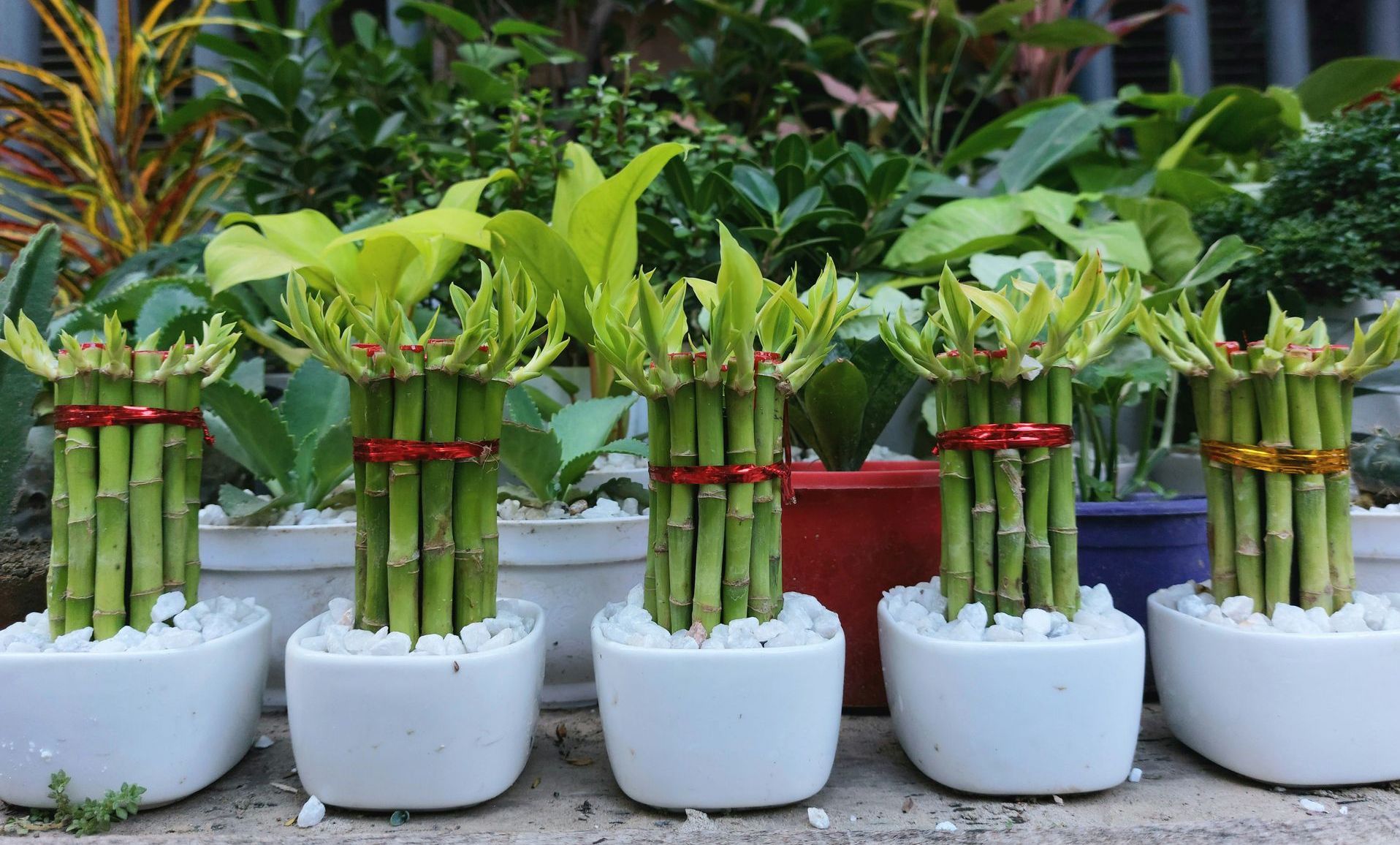 Non‑Toxic Houseplants for Pets Glenorchy TAS