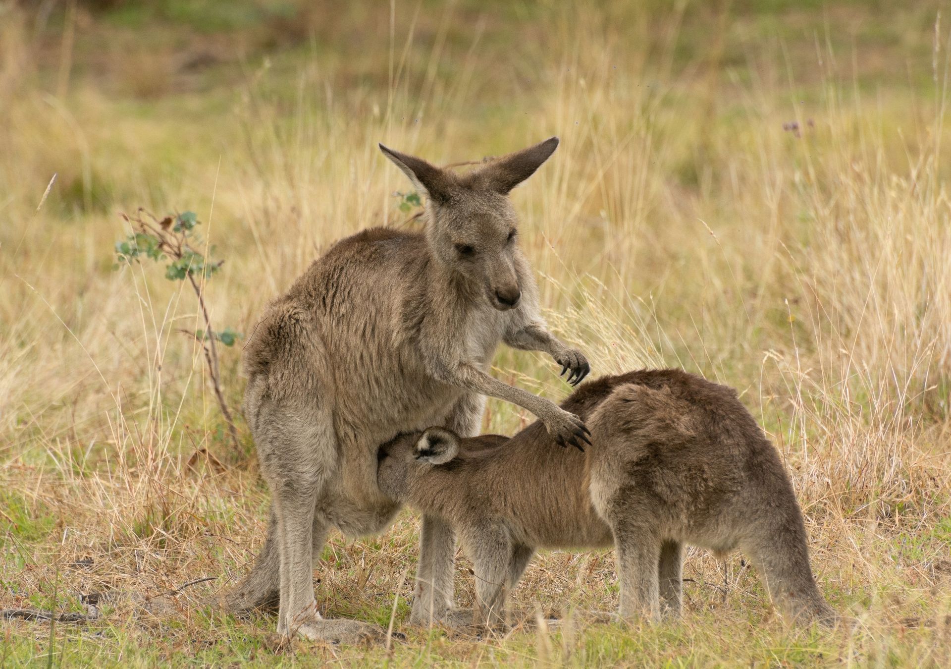 Wallaby Proof Landscaping Plants Glenorchy TAS Wallaby Proof Landscaping Plants Glenorchy TAS