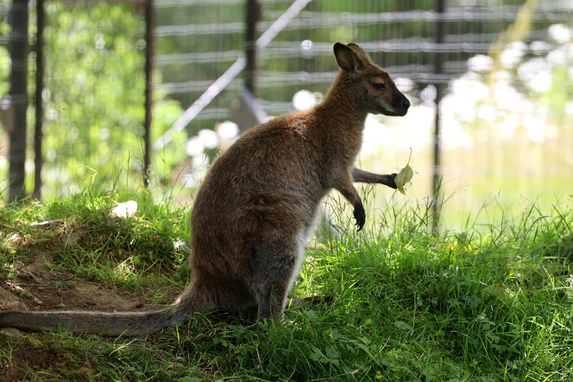 Wallaby‑Resistant Plants Glenorchy TAS Wallaby‑Resistant Plants Glenorchy TAS