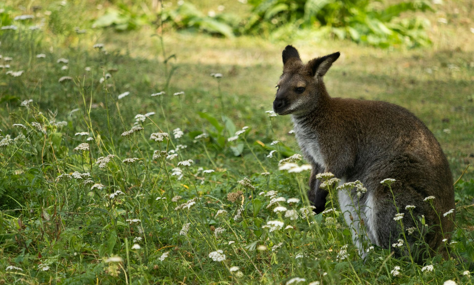 Wallaby Deterrent Plants Tasmania Wallaby Deterrent Plants Tasmania