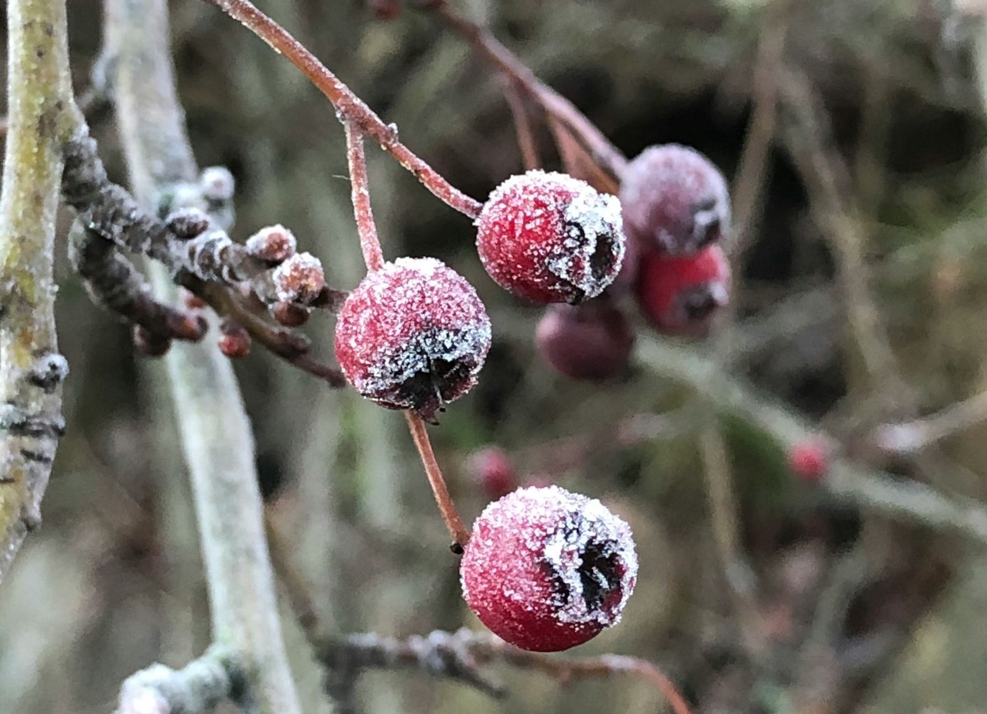 Red berries covered in frost on brown branches.