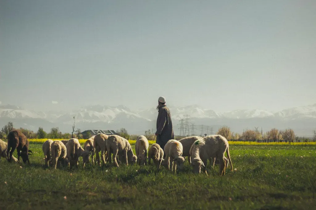 Shepherd guiding a flock of sheep across a green field with mountains in the distance