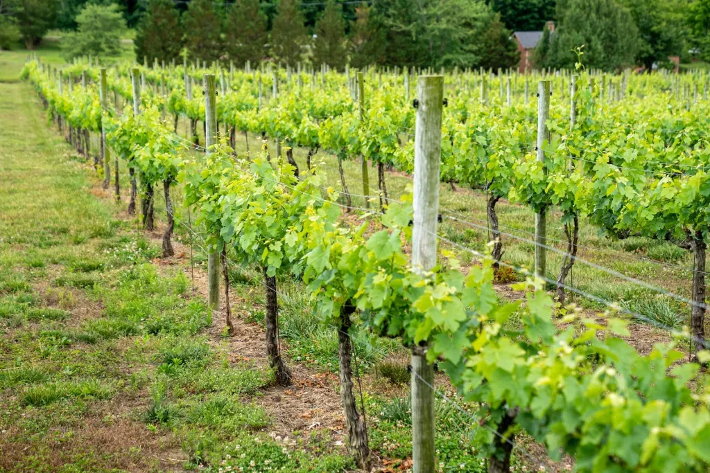 Rows of green grapevines in a vineyard with wooden posts under bright daylight