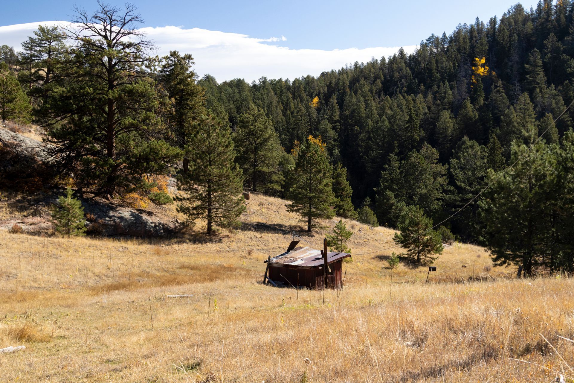 A field of dry grass with trees in the background