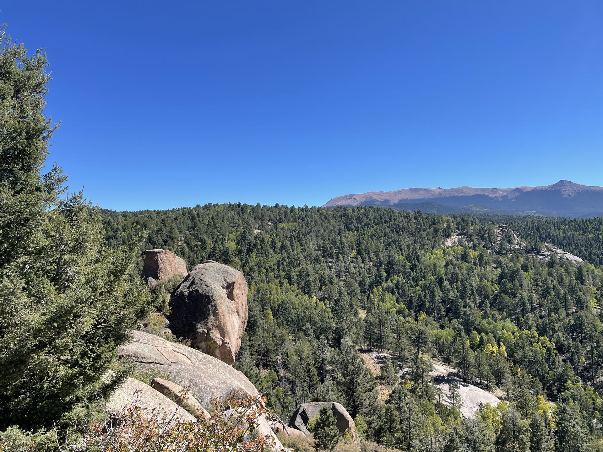 A view of a forest with mountains in the background on a sunny day.