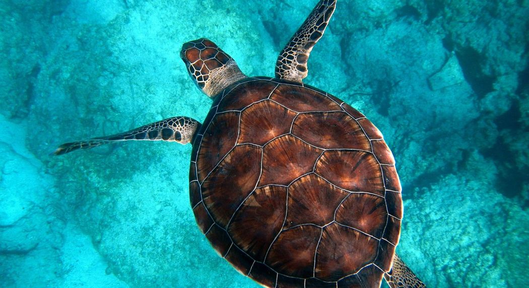 A sea turtle is swimming in the ocean near a coral reef.