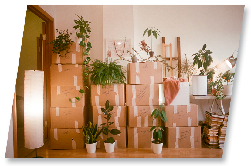 Moving boxes stacked, interspersed with potted plants, in a room.