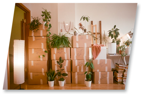 Moving boxes stacked, interspersed with potted plants, in a room.